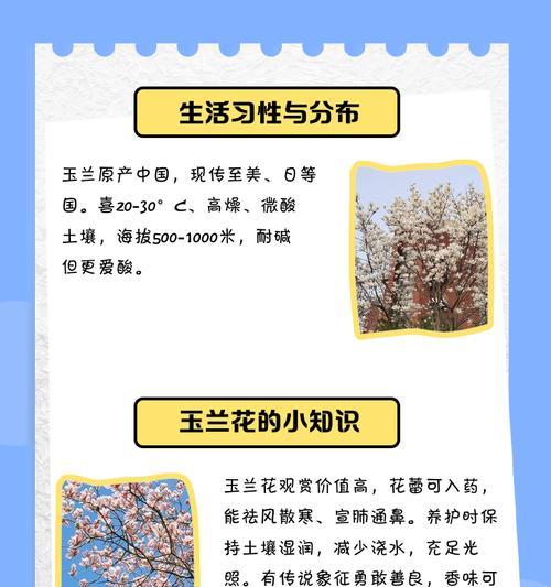 玉兰花的花期与特点是什么？如何欣赏玉兰花的美丽？