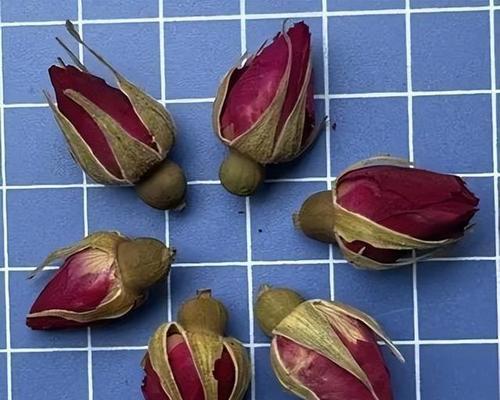 月季花与玫瑰花的五大差异是什么？如何一眼辨出真伪？