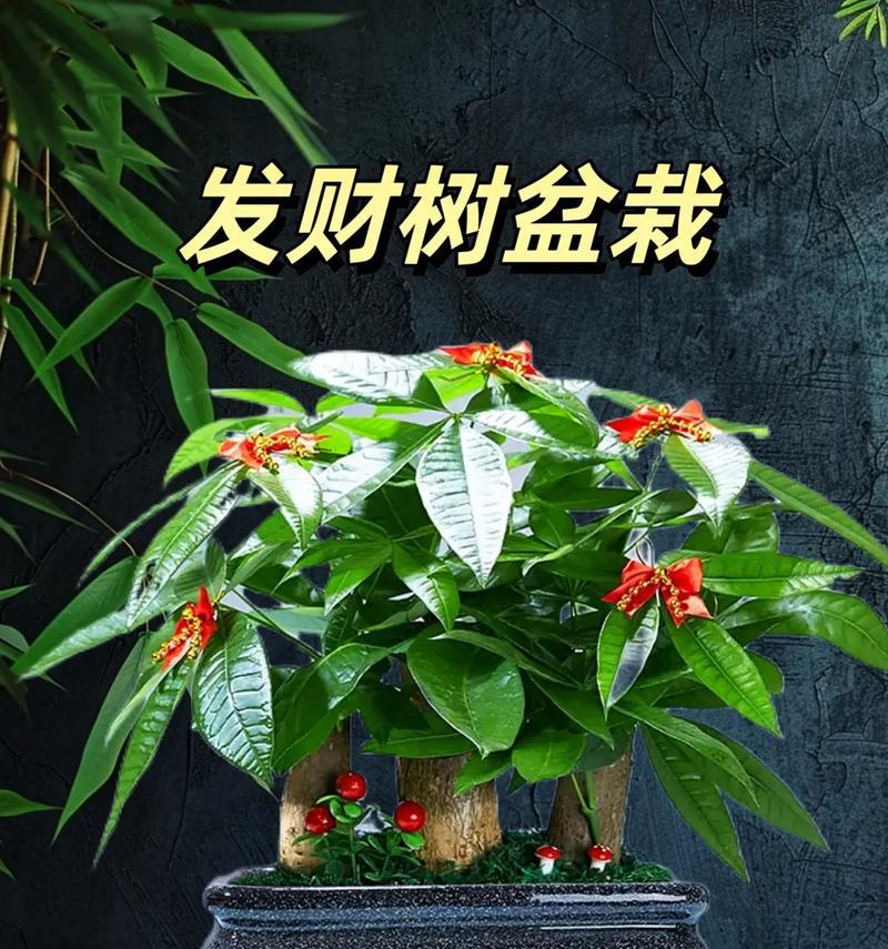 发财树属于什么植物类型？发财树的养护方法有哪些？