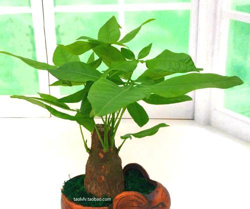 发财树属于什么植物类型？发财树的养护方法有哪些？