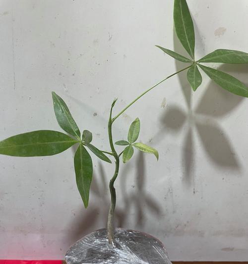 发财树属于什么植物类型？发财树的养护方法有哪些？