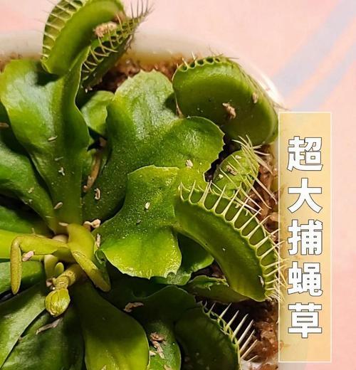 捕蝇草养护需要什么土壤？水分和光照如何管理？
