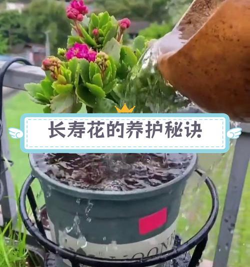 长寿花如何繁殖？养殖长寿花需要注意什么？