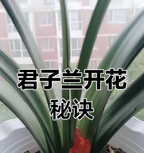 君子兰开花前有什么征兆？如何促进君子兰开花？