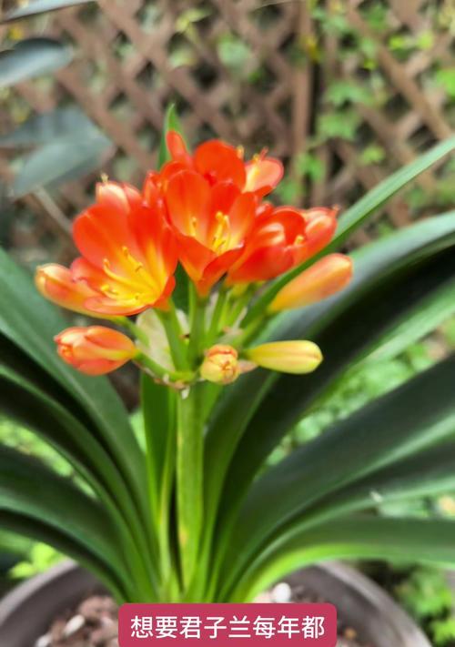 君子兰开花前有什么征兆？如何促进君子兰开花？