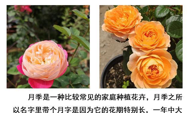 三李开花玫瑰花的养护技巧有哪些？