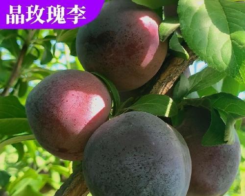 三李开花玫瑰花的养护技巧有哪些？