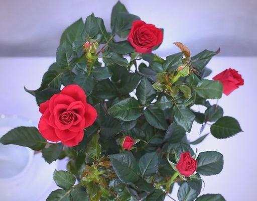 三李开花玫瑰花的养护技巧有哪些？