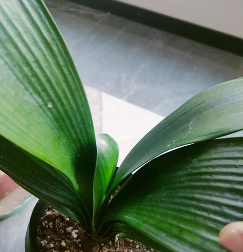 君子兰3月未开花，如何促进花苞的形成？