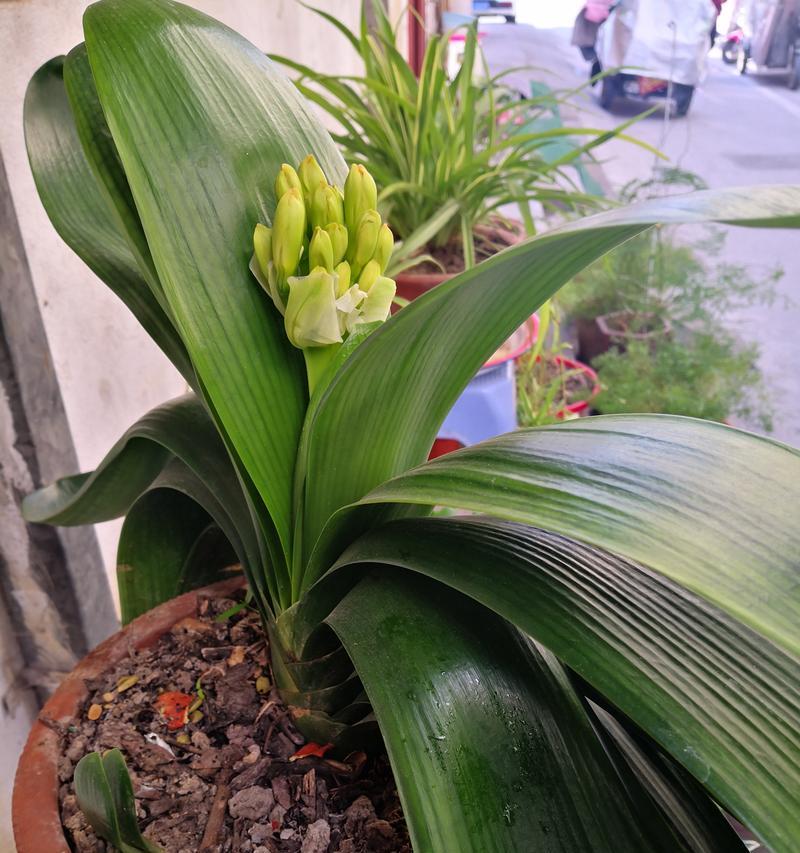 君子兰3月未开花，如何促进花苞的形成？