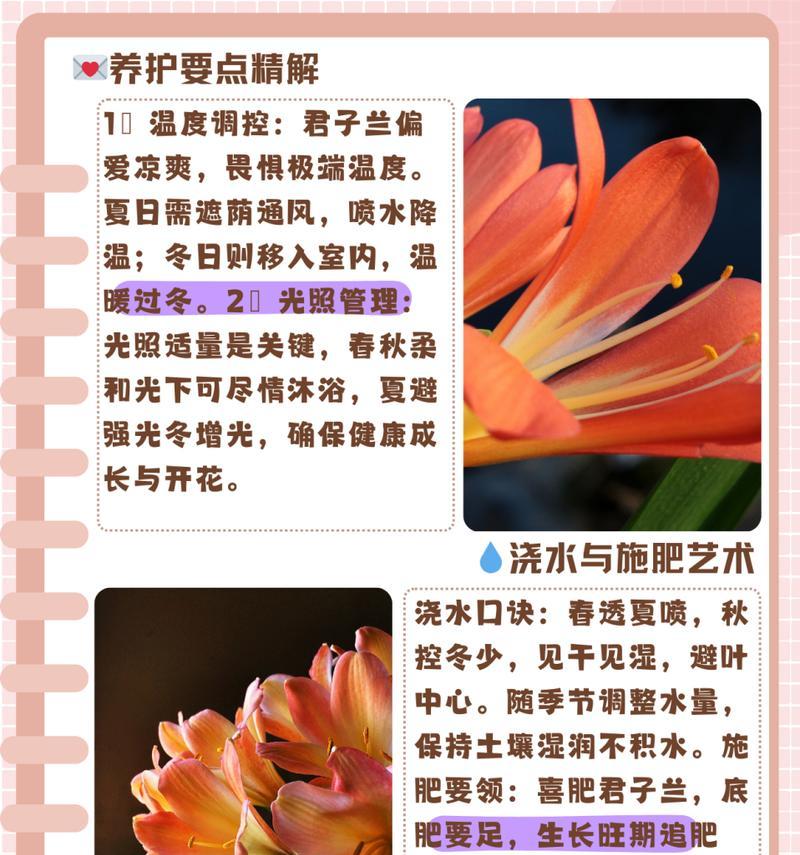 君子兰手工盆景的养护管理技巧是什么？