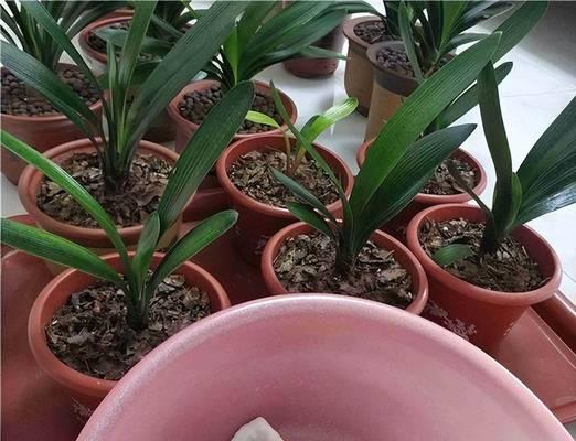 稻壳养君子兰的效果如何？正确的养护方法是什么？