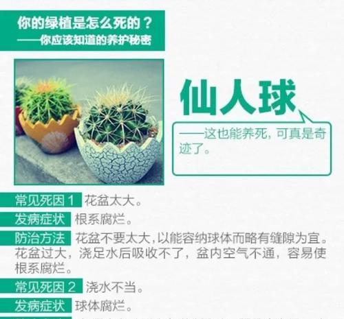 仙人球不浇水会长根吗？如何正确养护仙人球？