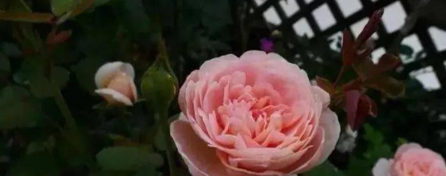花卉公园里的玫瑰花品种有哪些？