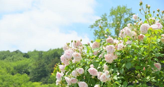 花卉公园里的玫瑰花品种有哪些？