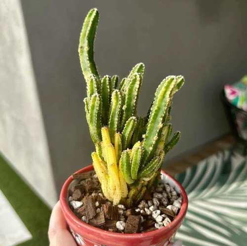 仙人掌栽培时如何避免刺伤？