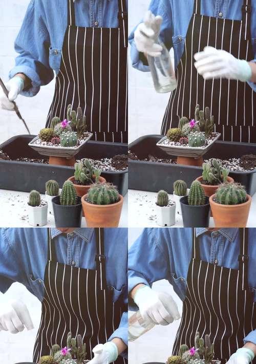 仙人掌种植时白沙土的正确使用方法是什么？