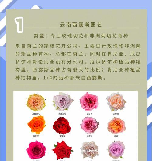 玫瑰花种子的种植步骤是什么？