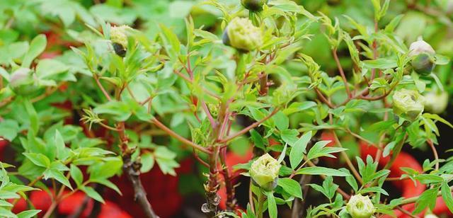 牡丹花种植时应该选择什么样的土和盆？