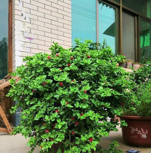 牡丹花种植时应该选择什么样的土和盆？