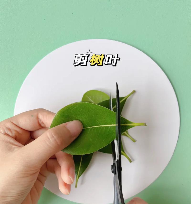 单片仙人掌修剪方法是什么？