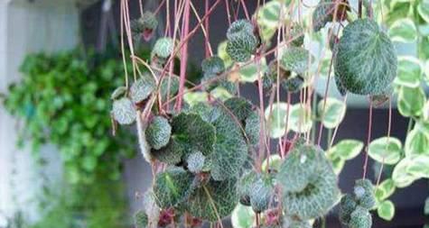 米奇与金牡丹花的区别？如何区分？