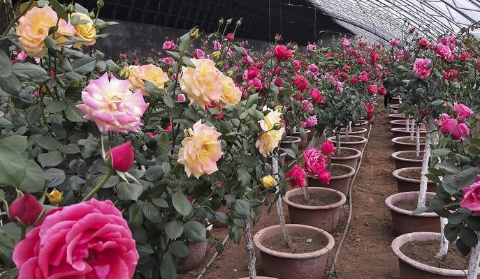 自种红玫瑰花的养护方法是什么？