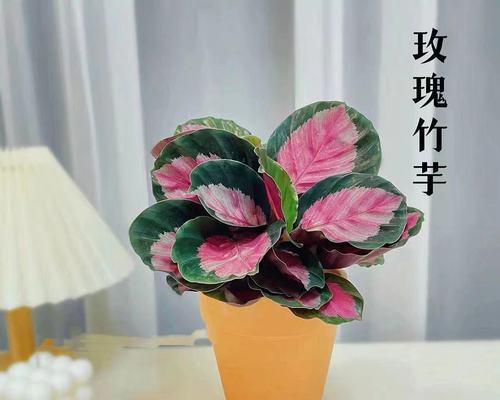 自种红玫瑰花的养护方法是什么？