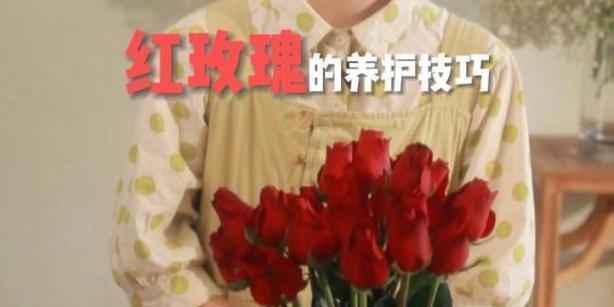 自种红玫瑰花的养护方法是什么？