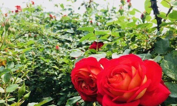 小螃蟹玫瑰花养殖方法是什么？