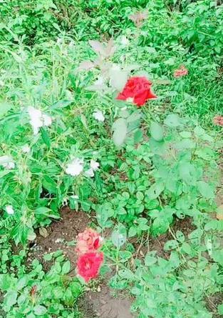 小螃蟹玫瑰花养殖方法是什么？