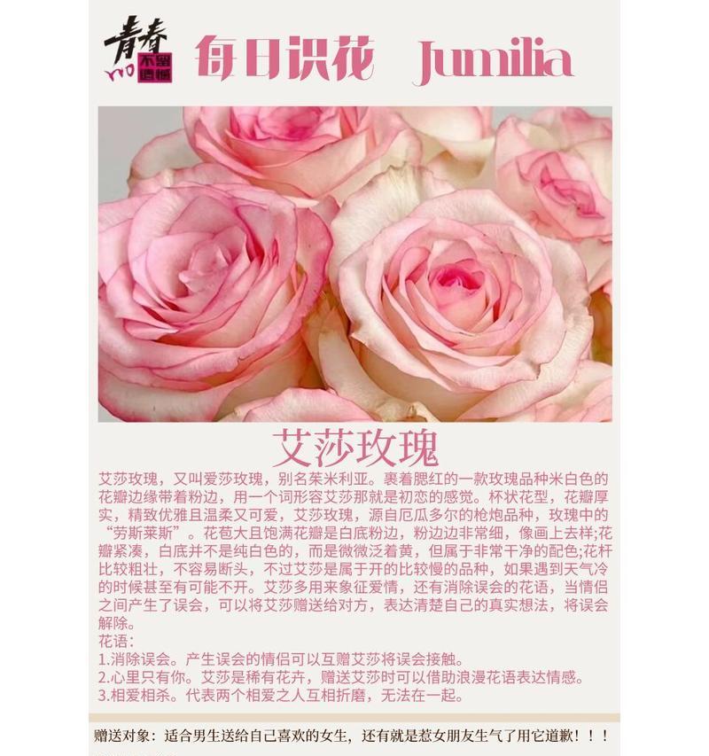 玫瑰花的别称有哪些？