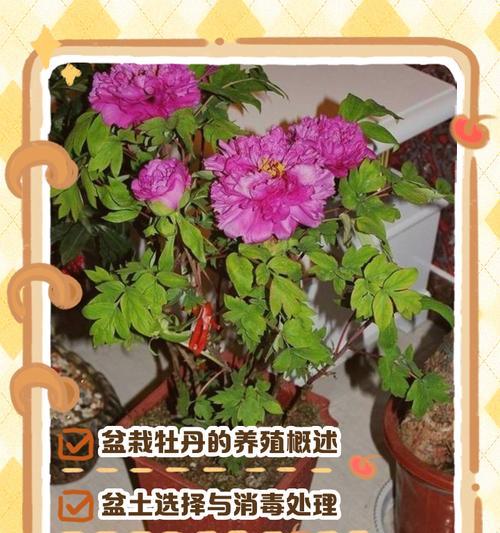 牡丹花种子繁殖可行吗？原因是什么？
