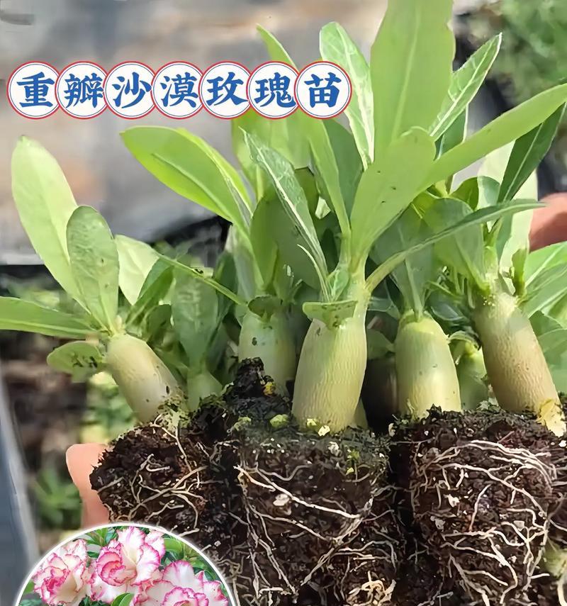 特种小白玫瑰花的养殖技巧是什么？