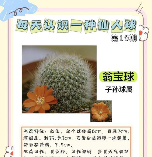 仙人球长叶子？如何处理？