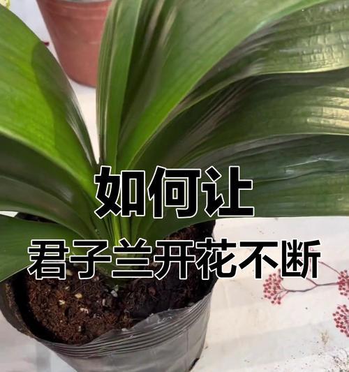 两盆君子兰的养护方法是什么？