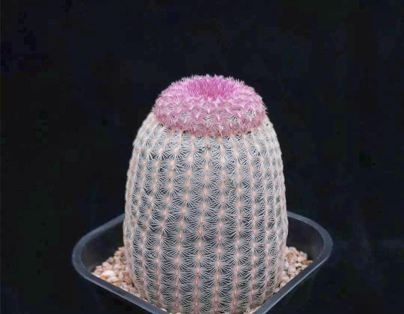 红太阳仙人球带桩种植方法？