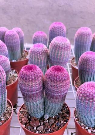 红太阳仙人球带桩种植方法？