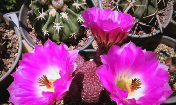 红太阳仙人球带桩种植方法？