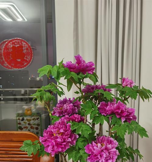 牡丹花后剪枝的最佳方法是什么？