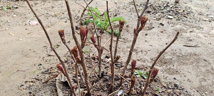 牡丹花后剪枝的最佳方法是什么？