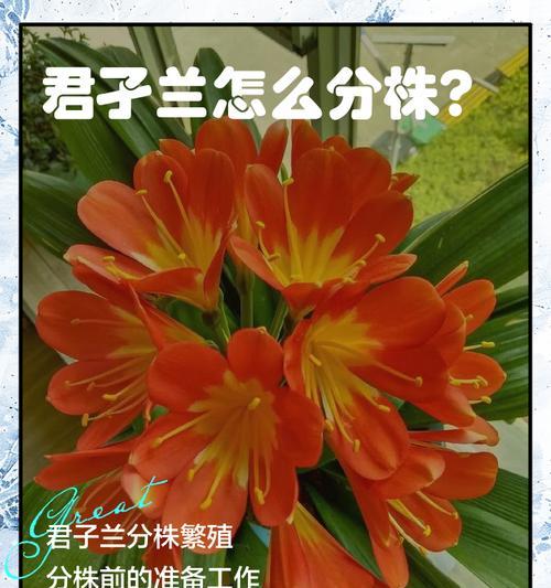 君子兰种子出芽率高吗？如何提高？
