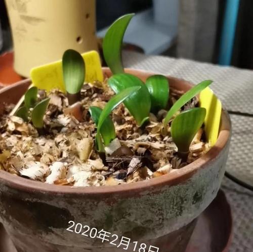 君子兰种子出芽率高吗？如何提高？