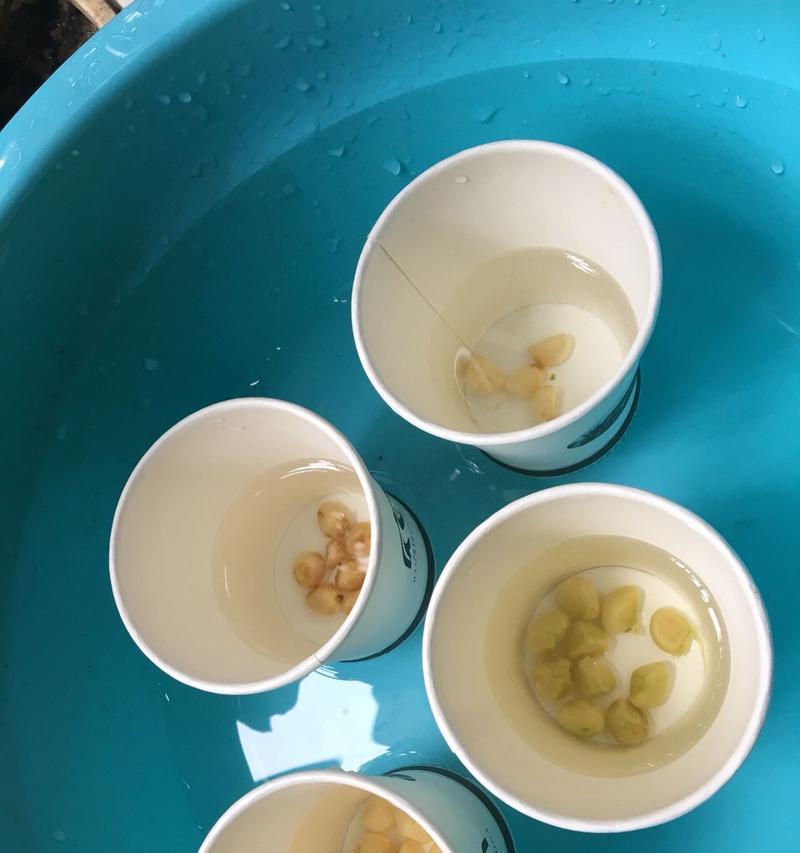 君子兰种子出芽率高吗？如何提高？