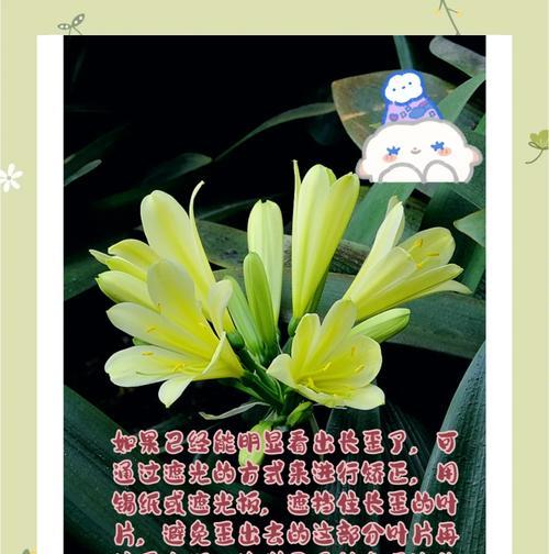 君子兰叶子歪斜？原因是什么？