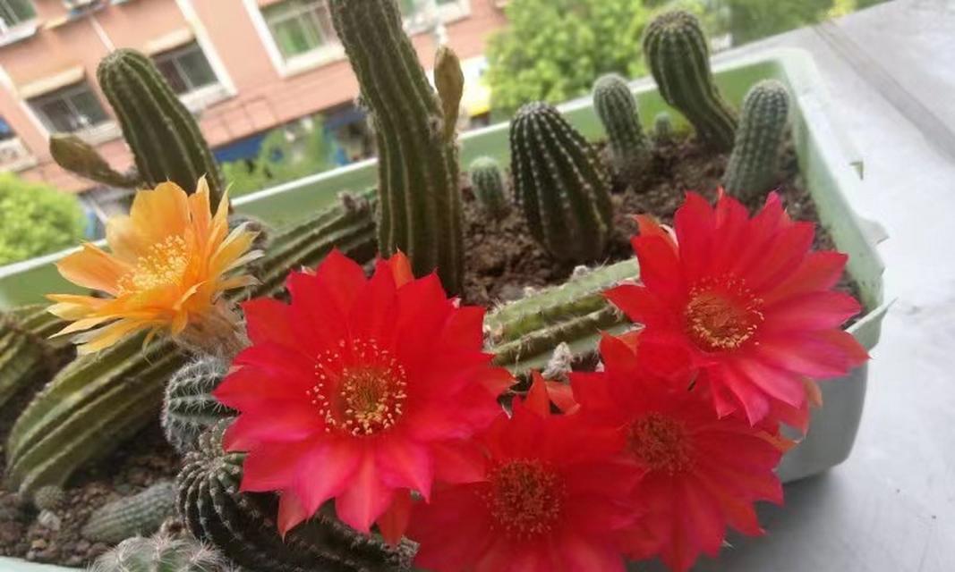 黑金刚仙人球开花时应该注意什么？