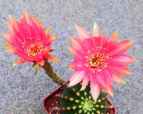 黑金刚仙人球开花时应该注意什么？