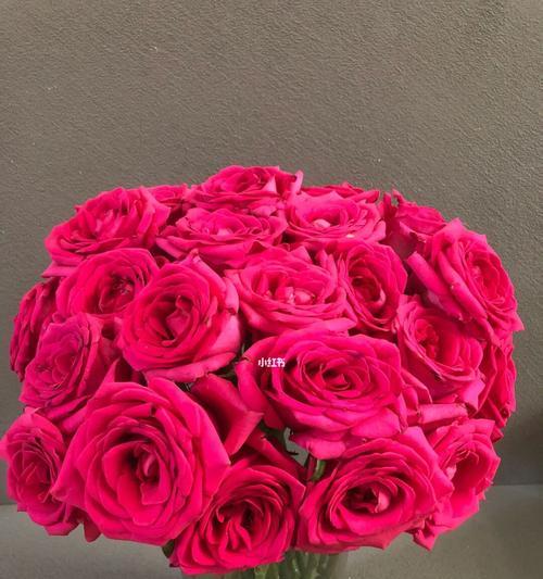 玫瑰与木子花有哪些不同特征？