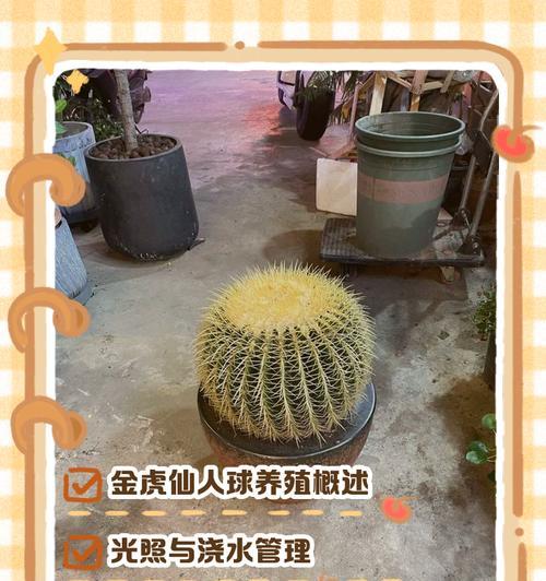 虎头山仙人掌冬季养护技巧有哪些？
