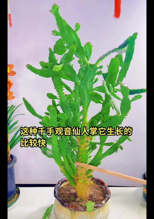 虎头山仙人掌冬季养护技巧有哪些？